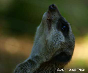 Meerkcat, Chiba Zoological Park