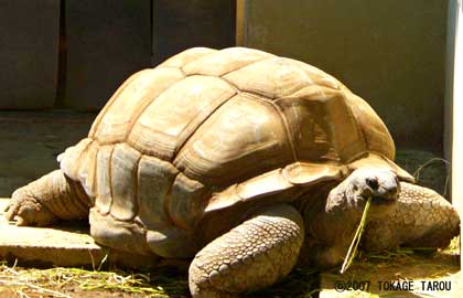 Elephant Tortoise, Chiba Zoological Park