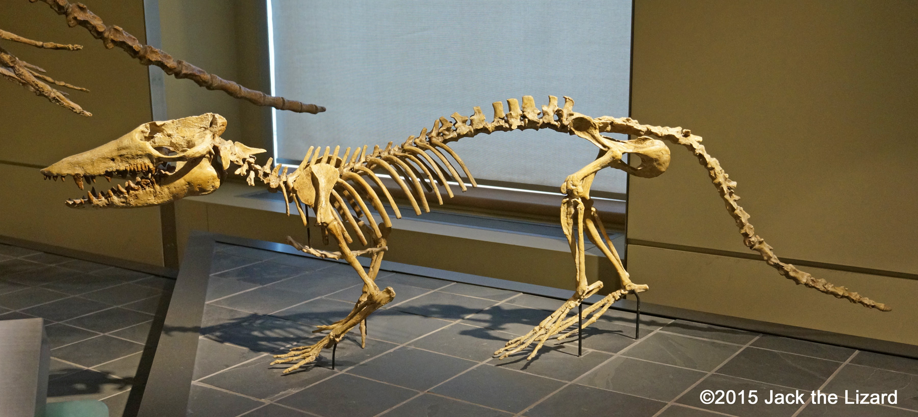 Pakicetus