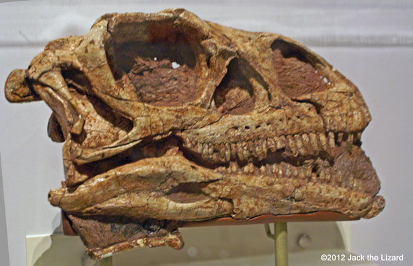 Massospondylus (Adult) Skull, ROM