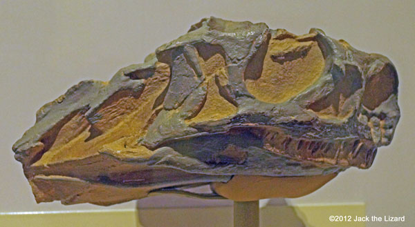 Massospondylus (Subadult) Skull, ROM