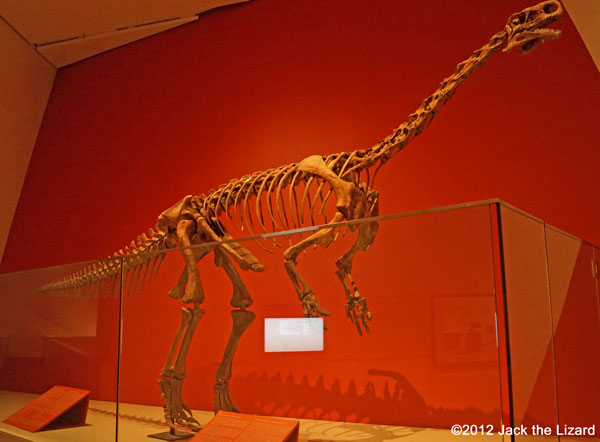 Plateosaurus, ROM
