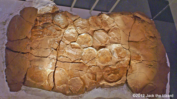 Fossil of dinosaur's nest, ROM