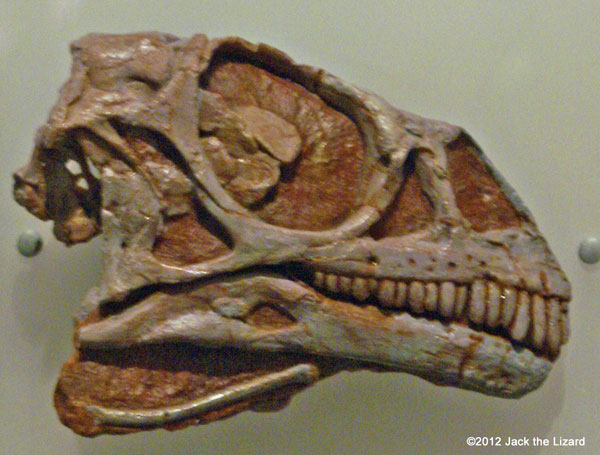 Massospondylus (Juvenile) Skull, ROM