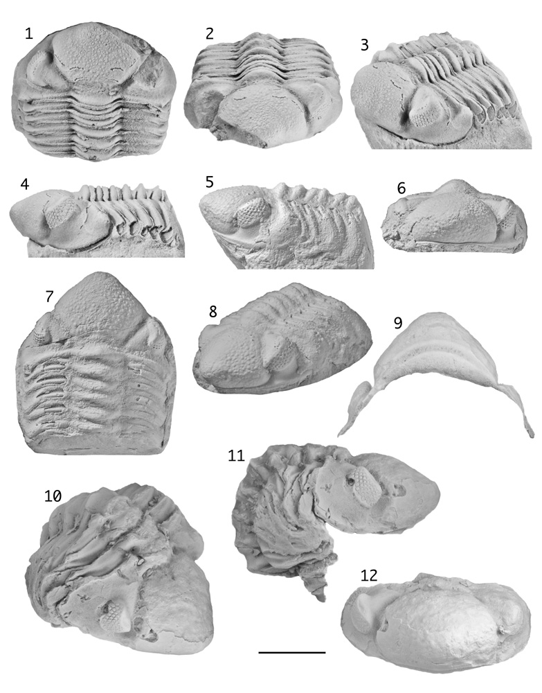 iaphacops kozlowskii Pek & Vanek, 1991