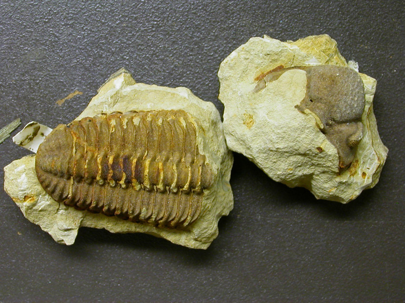 New specimen of Viaphacops