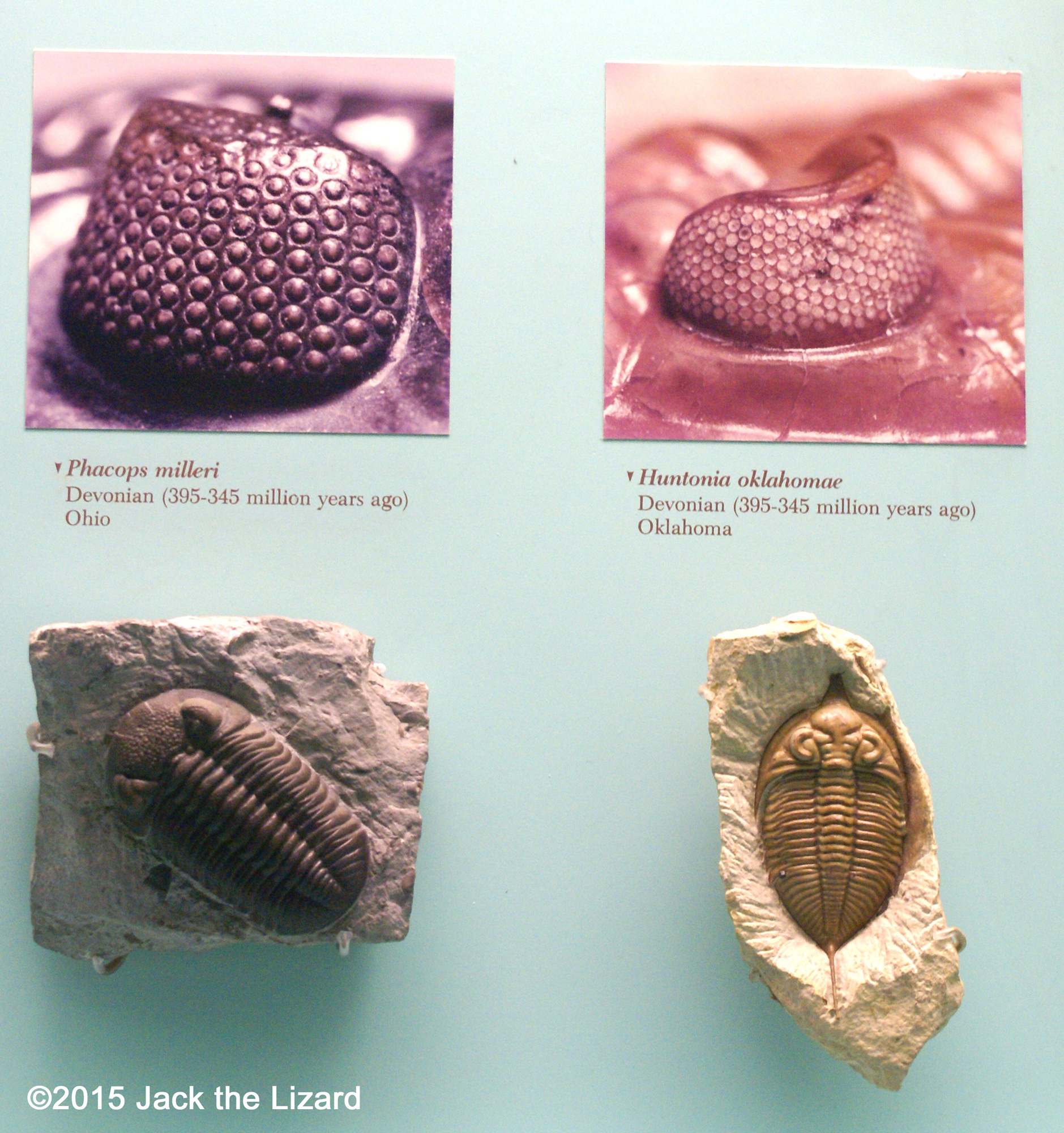 The eyes of trilobites