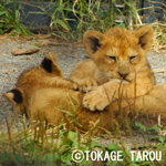 Akita Omoriyama Zoo