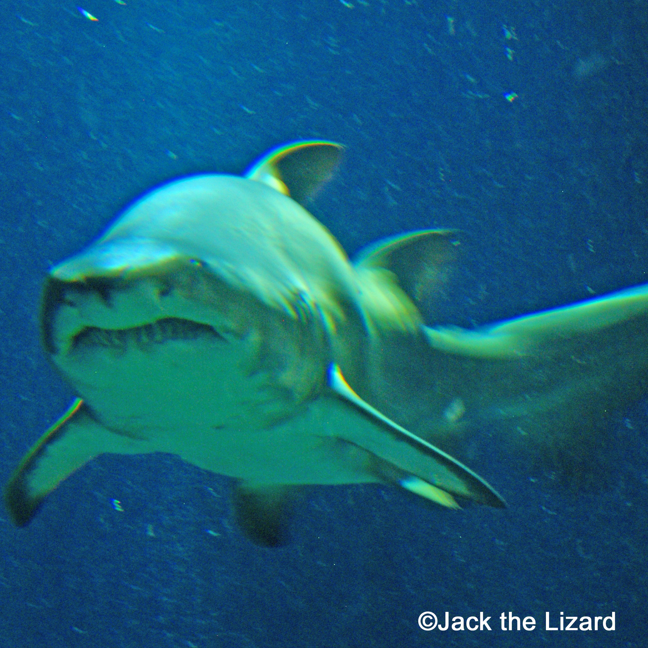 Ibaraki Prefectural Oarai Aquarium