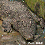 Atagawa Tropical & Alligator Garden