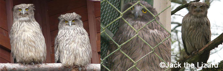 Blakiston's Fish Owl