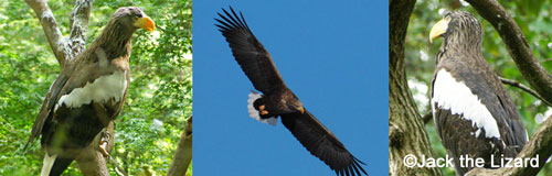 Eagles in Hokkaido