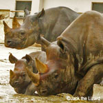 Hiroshima Asa Zoo