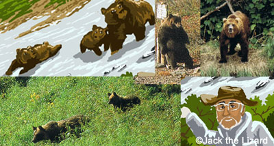 Higuma Bear and Wildlife in Hokkaido