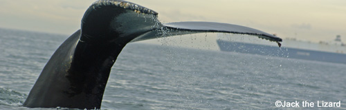 Humpback Whale