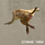 Kyoto Municipal Zoo