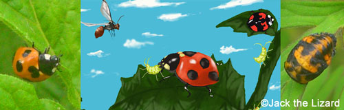 Ladybird/Ladybug