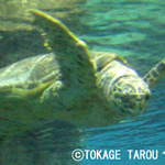 Port of Nagoya Publick Aquarium