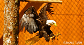 Prince Rupert Wildlife Rehab Shelter, BC, Canada