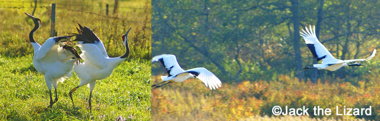 Red-crowned Crane