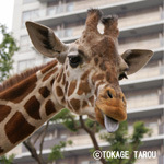 Ueno Zoo