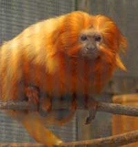 The Golden Lion Tamarin