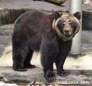 Brown Bear, Hamamatsu Zoo