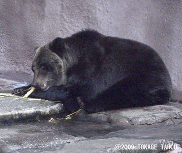 Brown Bear, Hamamatsu Zoo