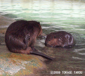 American Beaver, Hamamatsu Zoo