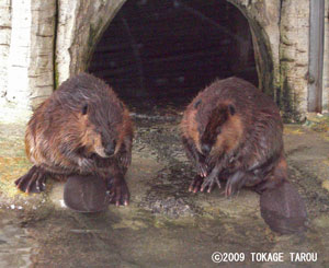 American Beaver, Hamamatsu Zoo