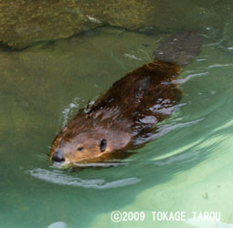 American Beaver, Hamamatsu Zoo
