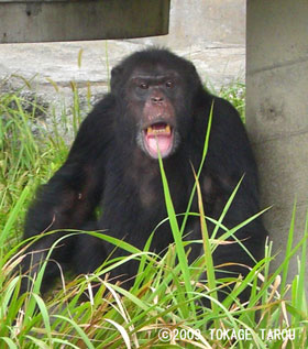 Chimpanzee, Hamamatsu Zoo