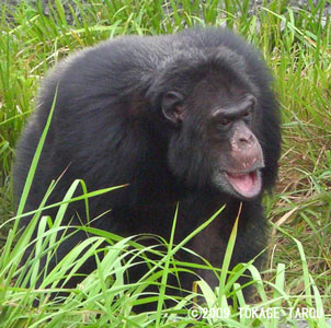 Chimpanzee, Hamamatsu Zoo