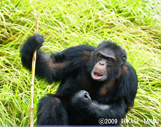 Chimpanzee, Hamamatsu Zoo