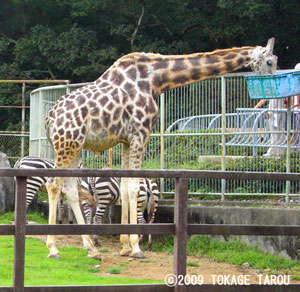 Giraffe, Hamamatsu Zoo