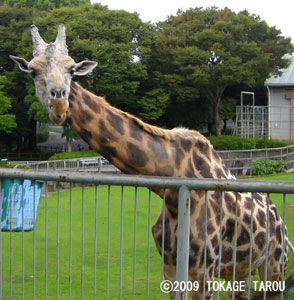 Giraffe, Hamamatsu Zoo