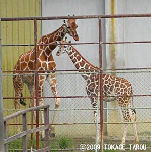Giraffe, Hamamatsu Zoo