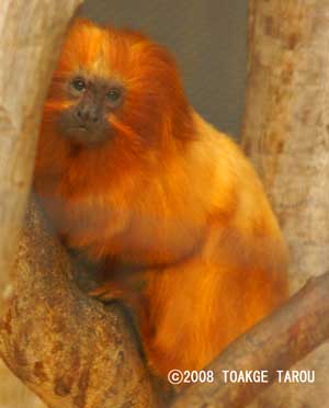 Golden Lion Tamarin, Hamamatsu Zoo