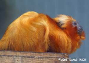 Golden Lion Tamarin, Hamamatsu Zoo