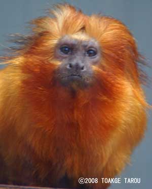 Golden Lion Tamarin, Hamamatsu Zoo