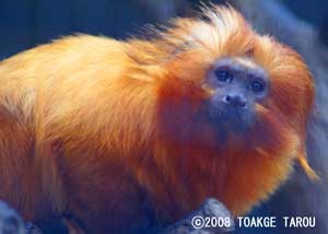 Golden Lion Tamarin, Hamamatsu Zoo