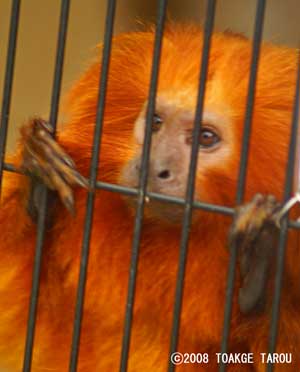 Golden Lion Tamarin, Hamamatsu Zoo