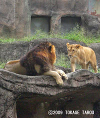 Lion, Hamamatsu Zoo