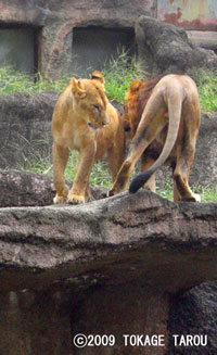 Lion, Hamamatsu Zoo