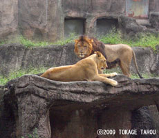 Lion, Hamamatsu Zoo