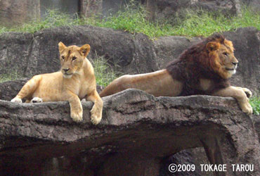 Lion, Hamamatsu Zoo