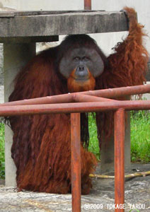 Orangutan, Hamamatsu Zoo