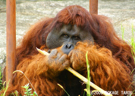 Orangutan, Hamamatsu Zoo