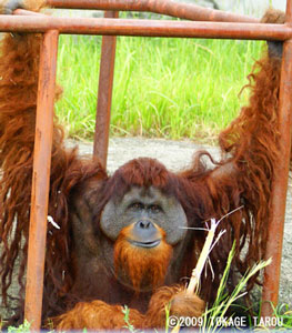 Orangutan, Hamamatsu Zoo