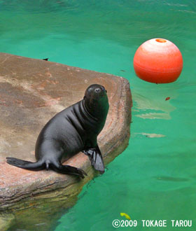 California Seal, Hamamatsu Zoo